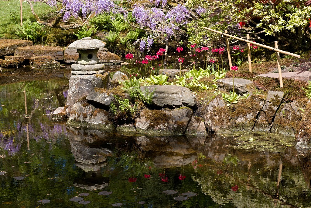 Japanse tuin belgie hasselt koivissen gele Iris ensata koi Cyprinus carpio lente bloesem kersenbloesem voorjaar